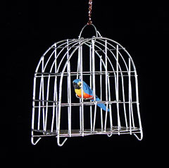 Tropical Bird in a Cage